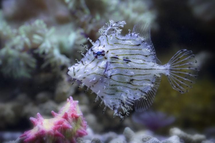 Filefish care sales