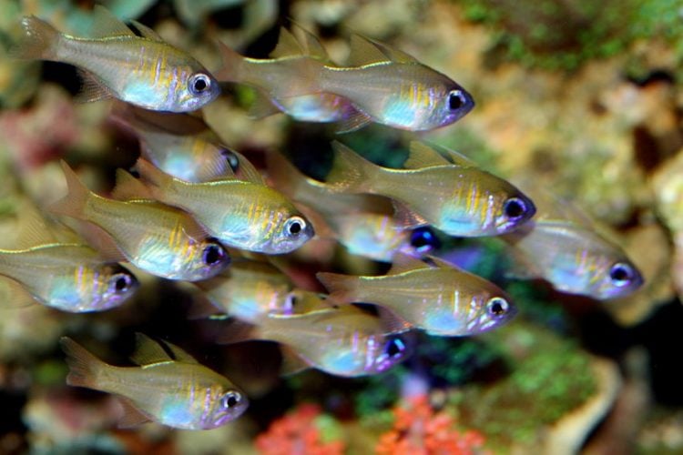 Glass Cardinal For Sale (Apogon leptacanthus). TOP Care facts