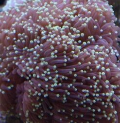 Grape Cristata Coral - Aquacultured, Size 2.25 - 3.5 inches
