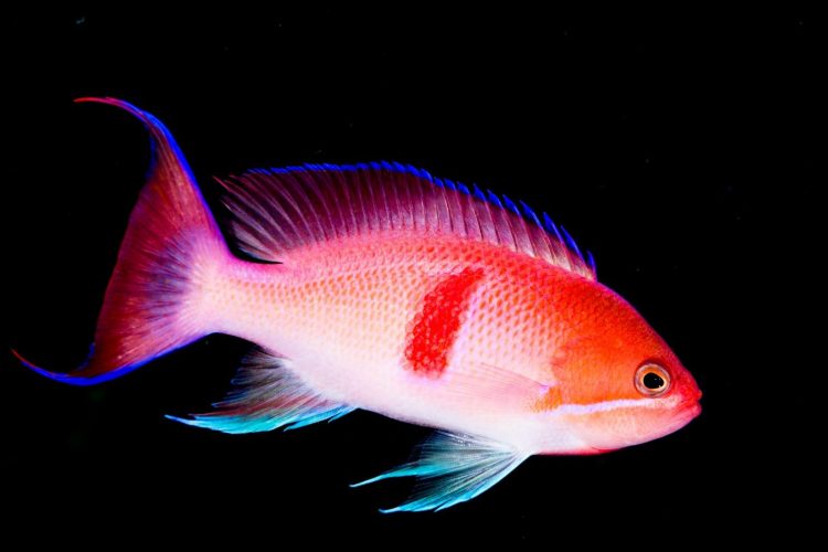 Tricolor Anthias For Sale (Pseudanthis Rybrizonatus). TOP Care facts