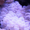 Large Bubble Coral - Australia, Size 1.25 - 1.75 inch