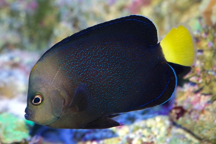 Yellowtail Poma Angel For Sale (Chaetodontoplus caeruleopunctatus). TOP