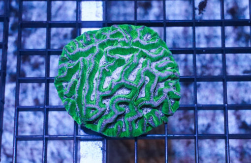 Maze Worm Brain Ultra Color 3 inches
