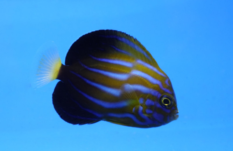 Blue Line 2.25 inches - Reefs4Less.com