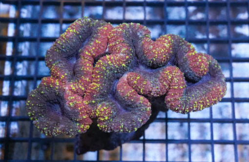 Brain Open Ultra Color 4.5 inches