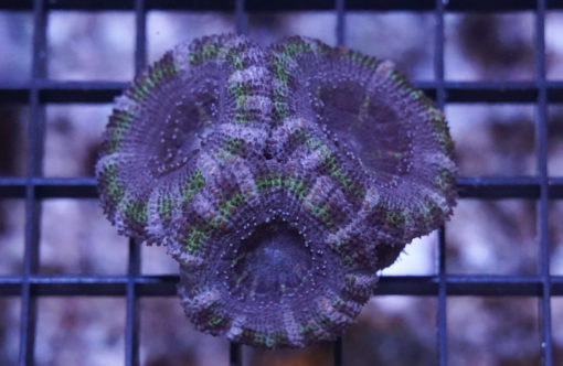 Acanthastrea Ultra Color 1 inches