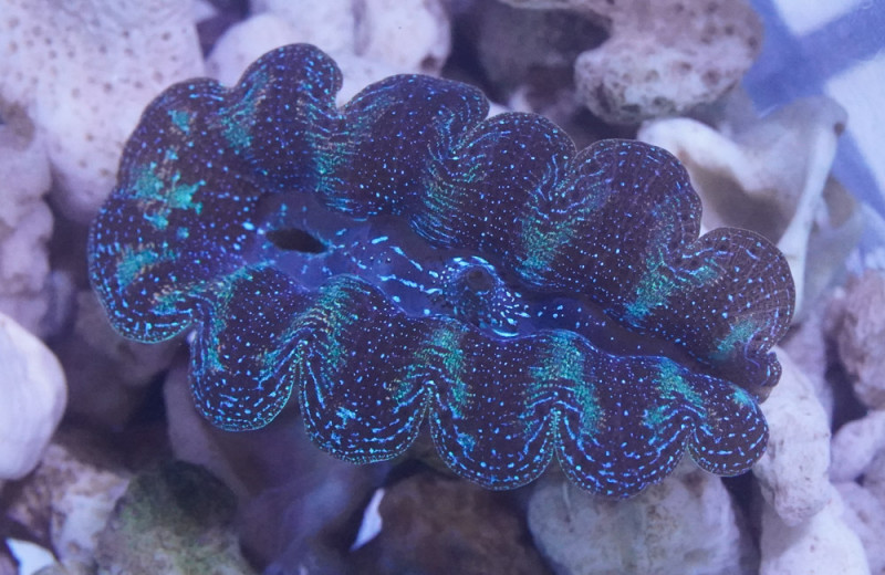 Crocea Ultra. 1.5 inches - Reefs4Less.com