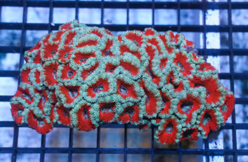 Acanthastrea Ultra Color 5 inches