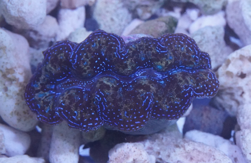 Crocea Ultra. 1.5 inches - Reefs4Less.com