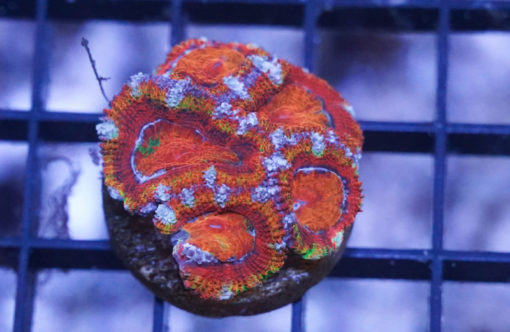 Acanthastrea Ultra Color 1 inches