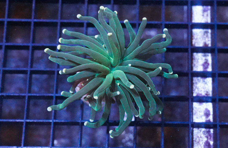 Torch Ultra 1.5 inches