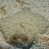 Flounder: Assorted - Indo-Pacific, Size 2 - 3 inches