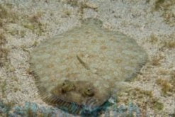 Flounder: Assorted - Indo-Pacific, Size 2 - 3 inches