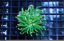 Torch Coral: Green w/ Yellow Tips - Aquacultured