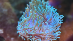 Bubble Tip Anemone: "Watermelon" Green with Ultra Tips - Indo Pacific, Size Medium - Featured Limit 1