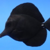 Black Tang, Size 7-9 inches