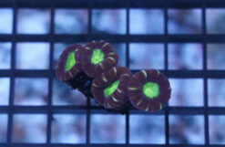 Trumpet Candy Cane Coral - Fiji, Size Small