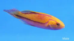 Splendid Pintail Fairy Wrasse - 3 - 4" - Male - Indo-Pacific