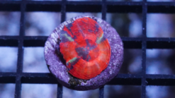 Scolymia  "Scarlet Warpaint"  - Australia, Size Frag