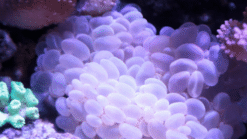 Large Bubble Coral - Australia, Size Frag