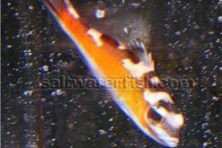 Tobacco Basslet - Atlantic, Size <1.25 inch