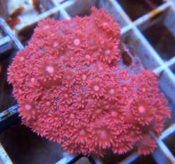 Goniopora : Pink/Red - Indo Pacific, Size Medium