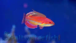 McCosker's Flasher Wrasse - 2 - 3" - Maldives - Indian Ocean