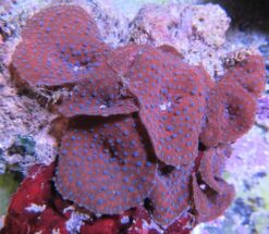 Mushroom Coral: Spotted, Size Medium