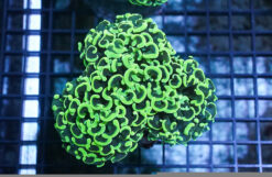 Hammer Coral:Branching Green - Indo Pacific, Size Small