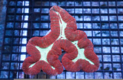 Lobophyllia Brain Coral: Red w/ Green - Indo Pacific, Size Medium
