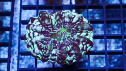Button Cynarina Coral - Australia, Size Small