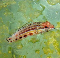 Lantern Basslet - 1.25 - 2.25" - Caribbean