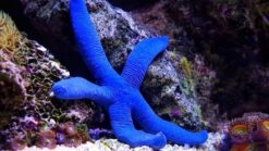 Blue Linckia Starfish - South Pacific, Size Small