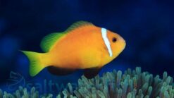 Rose Skunk Clownfish: Captive Bred - 2 - 3" - Captive Bred - QM Labs