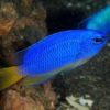 Electric Blue Damsel - South Pacific, Size 2 - 3 inches