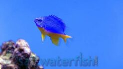 Azure Half Blue Damsel - 1 - 2" - Indo-Pacific