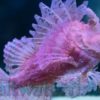 Rhinopias: Red/Purple - Red Sea, Size 6.25 inches >