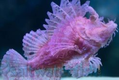 Rhinopias: Red/Purple - Red Sea, Size 6.25 inches >