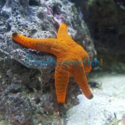 Marble Starfish - Central Pacific, Size < 2.25 inches