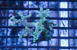 Kenya Tree Coral: Green, Size Medium