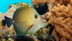 Scopas Tang - 1.25" or smaller - Indo-Pacific