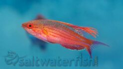 Blue Flasher Wrasse - 2" or smaller - Indo-Pacific