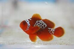 Lightning Maroon Clownfish: Captive Bred