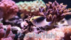 Rolland's Damsel - 1 - 2" - South Pacific