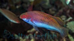 Blue Sided Fairy Wrasse - 2 - 3" - Indo-Pacific