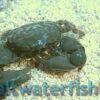 Emerald Crab, Size  Small