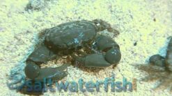 Emerald Crab, Size  Small