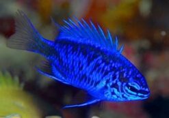 Springer Damsel - 1.25 - 2.25" - Indo-Pacific