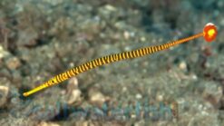 Many Banded Pipefish - 2.25 - 3.5" - Indo-Pacific