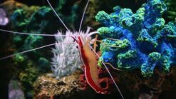 Cleaner Shrimp - South Asia, Size 2 - 3 inches